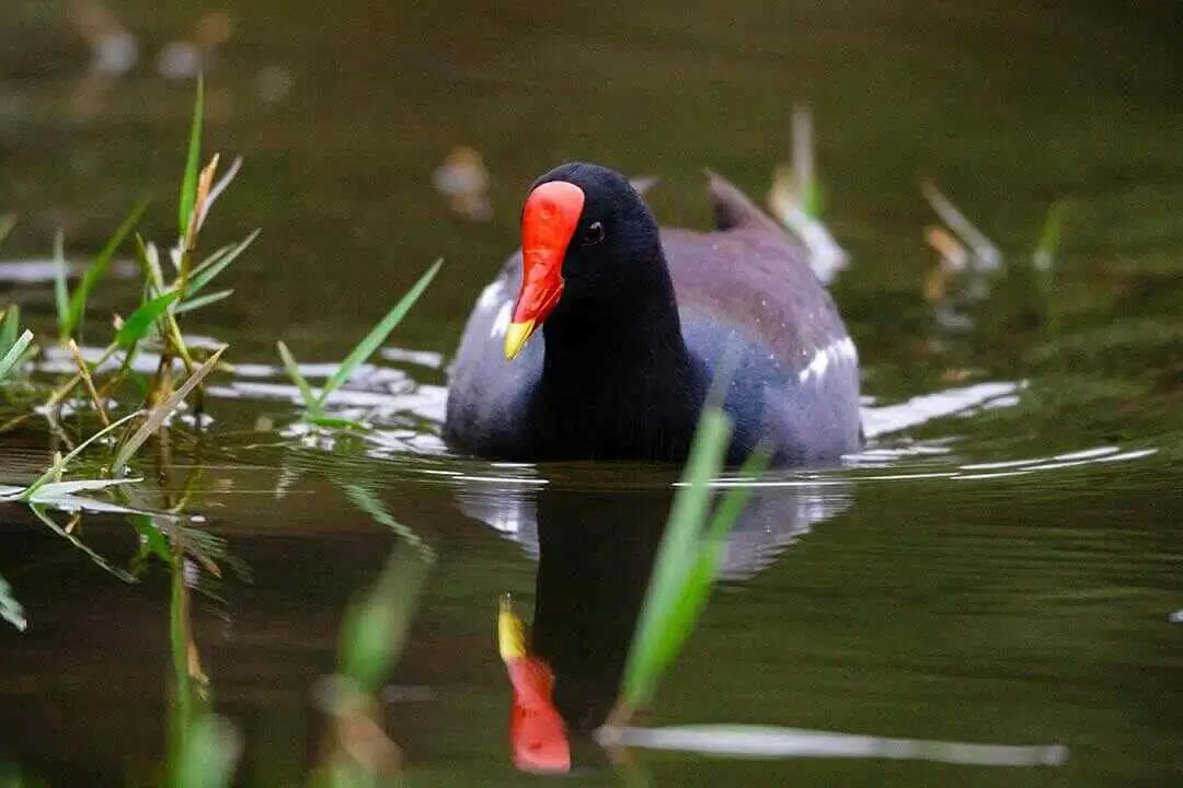 Common Moorhen Swim